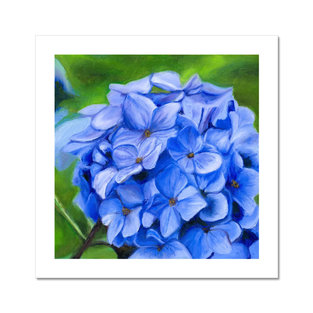 Hydrangea: A Blue Violet Bloom